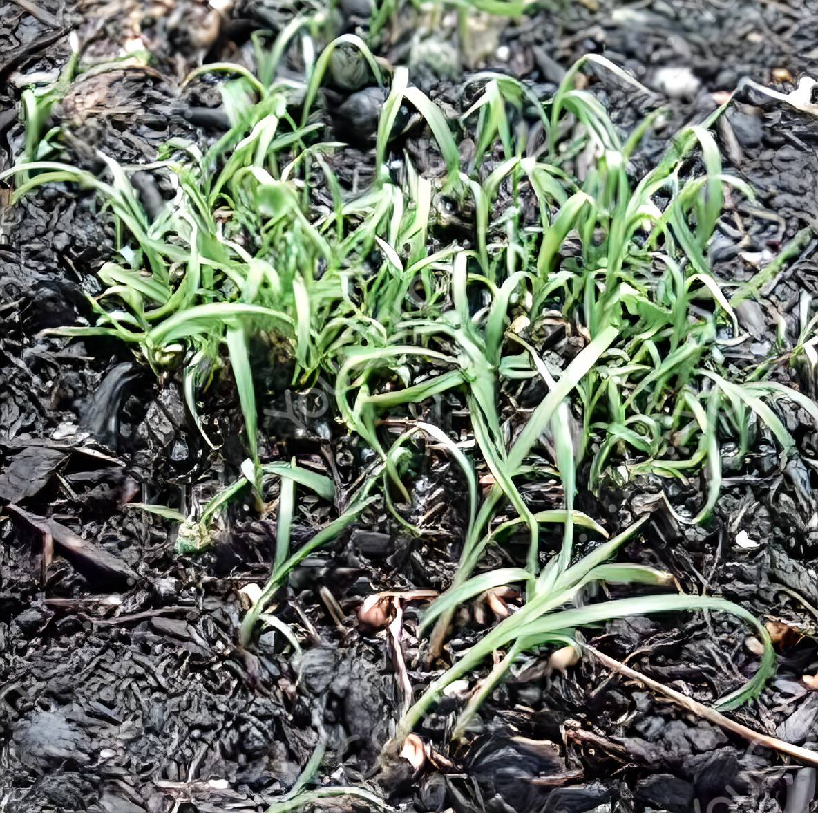 除草剤　grassbuster.